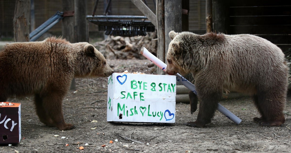 Lokys gali pabėgti nuo laukinės gamtos parkų aptvaro, tiekia 7 dienų medaus, tada užmigti