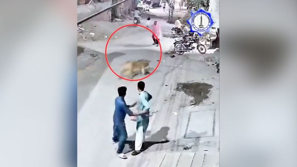 Naminių liūtų savininkai šoktelėjo už sienos ir areštavo, užpuolę moterį ir du vaikus Pakistane