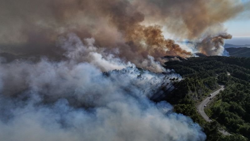 Laukinių gaisro daigų miškai Sirijos sausros tilto pakrantėje dideliuose naujos vyriausybės bandymuose