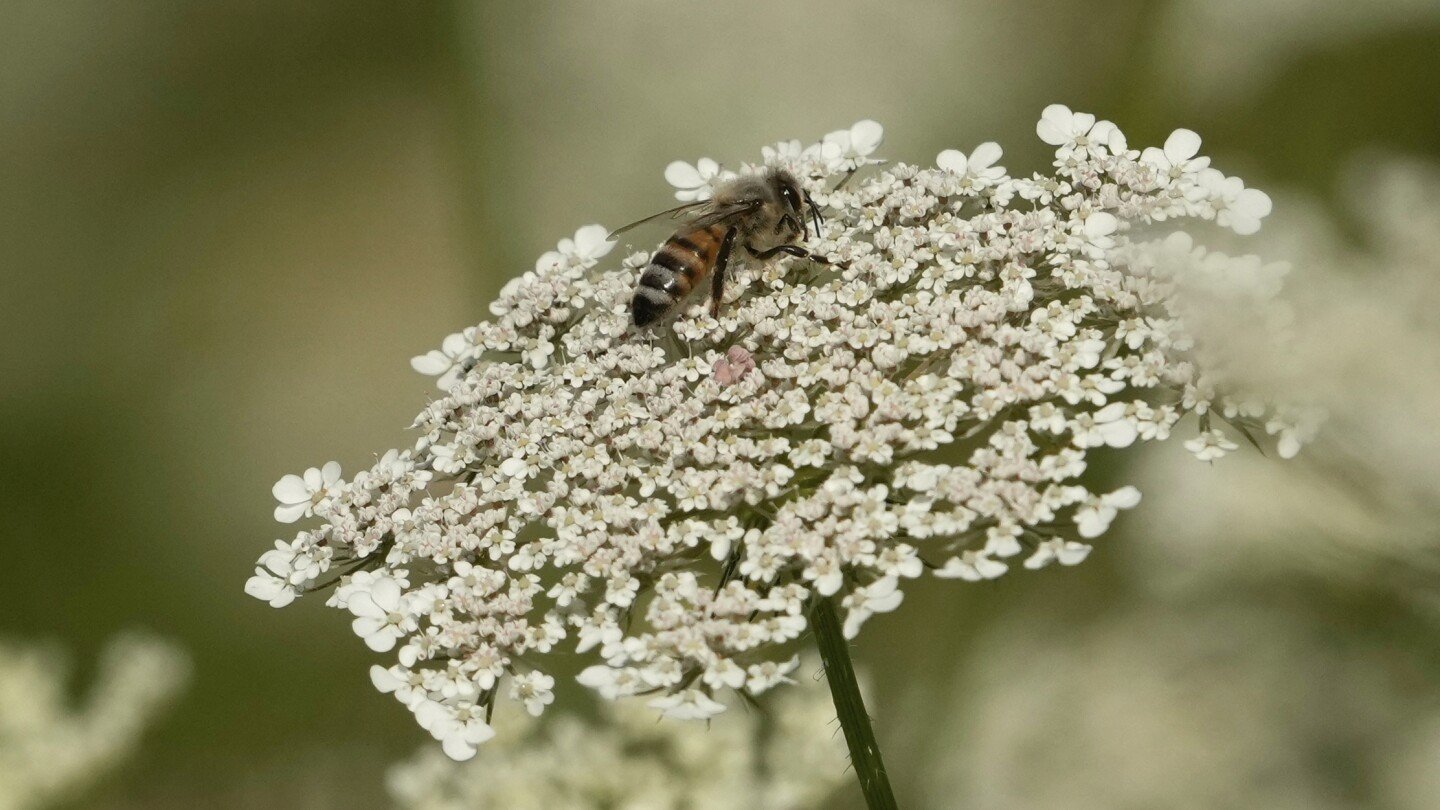 2 dešimtys sužalojimų Prancūzijos miestelyje bičių išpuolių